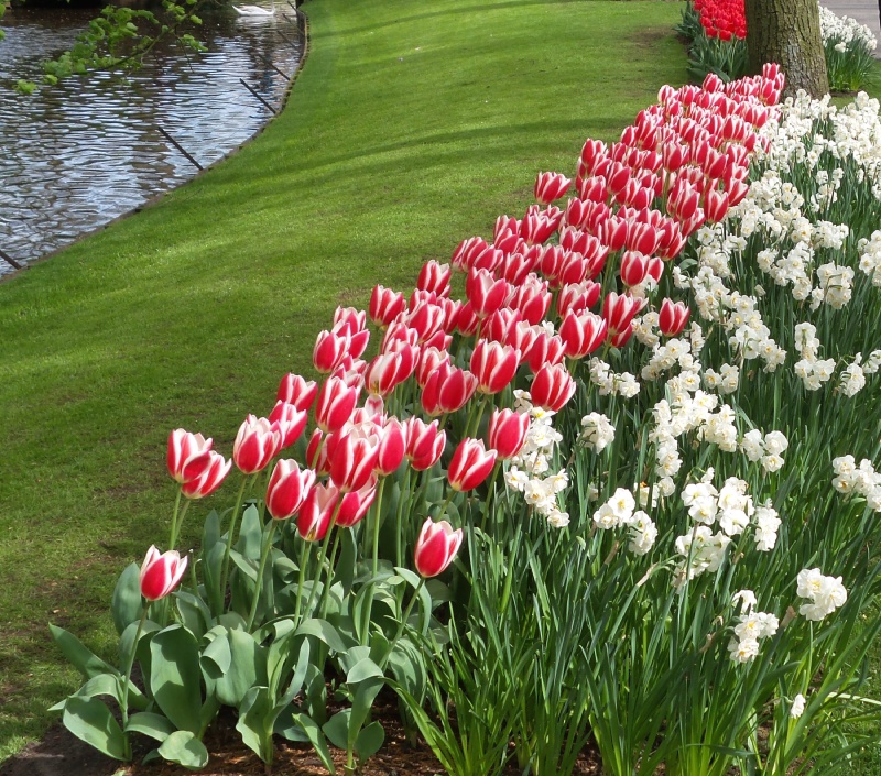 2014-04-17 Holland Tulips 56.jpg